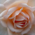 Biela - Nostalgická ruža - Martine Guillot